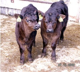Arthur und August