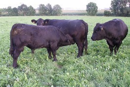 Julia mit Julius von Valentin
daneben Zuchtbulle Harry