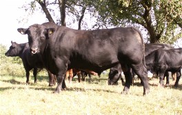 Angelo
Bild von 2010