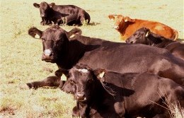 Hellen
Bild von 2008