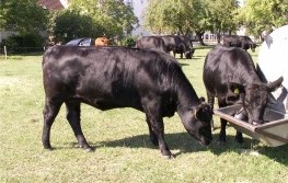 Viktoria
Bild von 2011